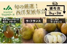 07-01-105　西洋梨の頒布会（定期便）全3回