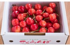 07-08-011　さくらんぼ(佐藤錦)500g
