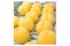 07-07-017　もも(黄桃　8月ご家庭用)4kg～4.5kg