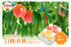 【2025年産 先行予約】 白桃 ＆ 黄桃 詰め合わせ (品種おまかせ) 2kg 東根農産センター提供 山形県 東根市 hi027-155-1