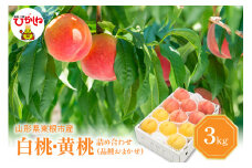 【2025年産 先行予約】 白桃＆黄桃 詰め合わせ (品種おまかせ) 3kg 東根農産センター提供 山形県 東根市 hi027-156-1