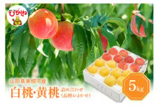 【2025年産 先行予約】 白桃 ＆ 黄桃 詰め合わせ (品種おまかせ) 5kg 東根農産センター提供 山形県 東根市 hi027-157-1