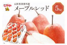 【令和7年産 先行予約】西洋梨メープルレッド5kg　秀品　化粧箱入り 山形県 東根市 東根農産センター提供 hi027-192-1