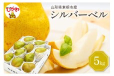 【令和7年産 先行予約】西洋梨シルバーベル5kg　秀品　化粧箱入り 山形県 東根市 東根農産センター提供 hi027-199-1