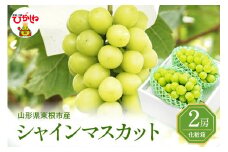 2025年ぶどう「シャインマスカット」2房(約1.2kg) 東根農産センター提供 山形県 東根市 hi027-181-1
