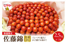 【2025年 数量限定】2025年産 特選!! 東根産さくらんぼ 佐藤錦【籠盛り】 総量約2.5kg 山形県 東根市　hi026-006
