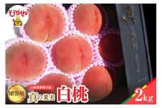 【2025年産　先行予約】真の果実 贈答用 白桃2kg 山形県 東根市　hi004-hi062-020-1