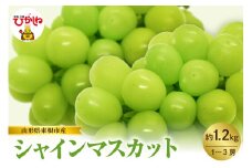 【2025年産　先行予約】山形県東根市産　シャインマスカット　約1.2kｇ　（1～3房）　hi074-009-1