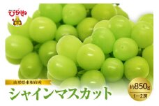 【2025年産　先行予約】山形県東根市産　シャインマスカット　約850ｇ　（1～2房）　hi074-007-1