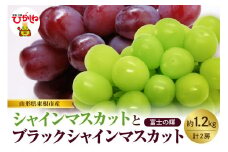 【2025年産　先行予約】山形県東根市産　シャインマスカットとブラックシャインマスカット「富士の輝」の詰め合わせ約1.2kg hi074-006-1