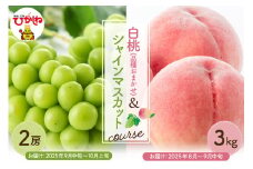 【2025年先行予約 2回 定期便】東根市 果物定期便 もも シャインマスカット（白桃品種お任せ3kg、シャインマスカット2房）山形県 東根市 hi003-145-1