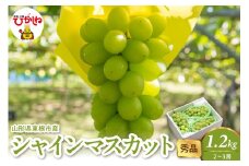 2025年産 シャインマスカット 1.2kg（2-3房） 秀品 山形県 東根市　hi082-024-1