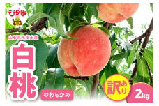 2025年産 【訳あり】白桃（柔らかめ） 2kg 山形県 東根市 hi082-009-1