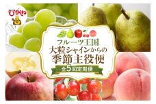 【全5回定期便】2025年大粒シャインからの季節主役便 千笑花夢提供 山形県 東根市 hi082-034