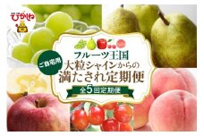 【全5回定期便】2025年大粒シャインからのご自宅用満たされ定期便 千笑花夢提供 山形県 東根市 hi082-035