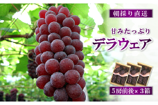 【令和7年産先行予約】 朝どりデラウェア 3箱 (1箱5房前後入り) 《令和7年7月中旬～発送》 『漆山果樹園』 葡萄 ぶどう ブドウ 種なし 新鮮 果物 フルーツ デザート 山形県 南陽市 [703]
