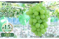 【令和7年産先行予約】 シャインマスカット 約1.5kg (2～3房 秀) 《令和7年9月中旬～発送》 『生産者おまかせ』 マスカット ぶどう 種なし 果物 フルーツ デザート 山形県 南陽市 [859]