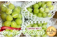【令和7年産先行予約】 シャインマスカット 1.8kg前後 (3～4房入り) 《令和7年9月下旬～発送》 『きらめきぶどう園』 マスカット ぶどう 果物 フルーツ デザート 山形南陽産 山形県 南陽市 [858]