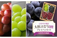 【令和7産先行予約】 大粒ぶどう3種プレミアムセット 4房 《令和7年9月上旬～発送》 『うえ木ぶどう園』 ぶどう 果物 フルーツ デザート 食べ比べ 山形県 南陽市 [676]