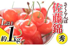 【令和8年産先行予約】 さくらんぼ 「佐藤錦」 約1kg (秀 L以上) バラ詰め 《令和8年6月上旬～発送》 『生産者おまかせ』 サクランボ 果物 フルーツ 産地直送 生産農家直送 山形県 南陽市 [881]