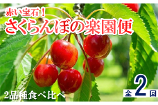 【令和7年産先行予約】 《定期便2回》 赤い宝石！さくらんぼの楽園便 「佐藤錦・紅秀峰」 各約1kg (500g×2パック 秀 L以上) 『フードシステムズ』 山形県 南陽市 [894]