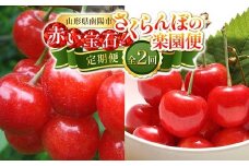 【令和8年産先行予約】 《定期便2回》 赤い宝石！さくらんぼの楽園便 「佐藤錦・紅秀峰」 各約800g (約200g×4パック 秀 L以上) 『フードシステムズ』 サクランボ 果物 フルーツ 山形県 南陽市 [894]