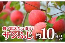 【令和7年産先行予約】 JA りんご 「サンふじ」 約10kg (28～40玉 秀) 《令和7年11月中旬～12月中旬発送》 『JA山形おきたま』 林檎 リンゴ 果物 フルーツ 山形県 南陽市 [720-R7]