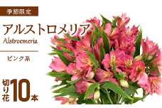 JA アルストロメリア [ピンク系] 1束 (10本入り) 『JA山形おきたま』 山形県 南陽市 [950]