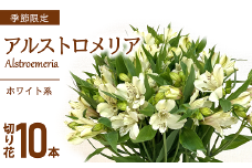 JA アルストロメリア [白系] 1束 (10本入り) 『JA山形おきたま』 山形県 南陽市 [951]