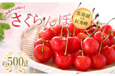 【令和7年産先行予約】 さくらんぼ 「佐藤錦または紅秀峰」 約500g (秀 L以上) バラ詰め 《令和7年6月上旬～発送》 『南陽中央青果市場』 サクランボ 果物 フルーツ 山形県 南陽市 [1203]