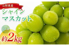 【令和7年産先行予約】 シャインマスカット 約2kg (2～4房) 《令和7年9月頃～発送》 『南陽中央青果市場』 マスカット ぶどう 種なし 果物 フルーツ デザート 山形県 南陽市 [1205]