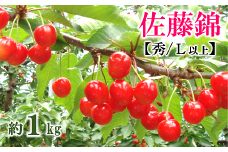【令和7年産先行予約】 さくらんぼ 「佐藤錦」 約1kg (約500g×2パック 秀 L以上) バラ詰め 《令和7年6月中旬～発送》 『マルタニ農園』 小分け サクランボ 果物 フルーツ 産地直送 生産農家直送 山形県 南陽市 [1217]