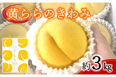 【令和7年産先行予約】 黄桃 「黄ららのきわみ」 約3kg (9～12玉) 《令和7年9月中旬～発送》 『南陽中央青果市場』 桃 もも 果物 フルーツ デザート 山形県 南陽市 [1045]