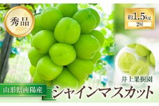 【令和7年産先行予約】 シャインマスカット 約1.5kg (2房 秀) 《令和7年9月中旬～発送》 『いのうえ果樹園』 マスカット ぶどう 果物 フルーツ デザート 山形県 南陽市 [1312]