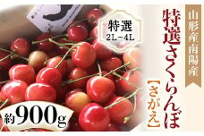 【令和7年産先行予約】 さくらんぼ 「モンスター さがえ」 約900g (特選 2～4L) バラ詰め 《令和7年6月中旬～発送》 『最上園』 さがえ サクランボ 果物 フルーツ 産地直送 山形県 南陽市 [1338]