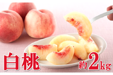 【令和7年産先行予約】 白桃 約2kg (5～10玉 秀) 《令和7年8月上旬～9月下旬発送》 『フードシステムズ』 モモ 果物 フルーツ 山形県 南陽市 [1382]