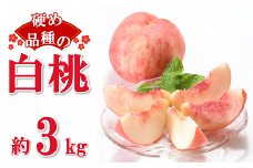 【令和7年産先行予約】 硬めの白桃 約3kg (6～15玉 秀) 《令和7年8月下旬～10月上旬発送》 『フードシステムズ』 モモ 果物 フルーツ 山形県 南陽市 [1385]