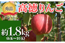 【令和7年産先行予約】 JA りんご 高徳 約1.8kg (6～10玉 秀以上) 《令和7年11月上旬～中旬発送》 『JA山形おきたま』 林檎 リンゴ 果物 フルーツ 山形県 南陽市 [1409]