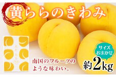 【令和7年産先行予約】 黄桃 「黄ららのきわみ」 約2kg (6～12玉 サイズお任せ) 《令和7年9月中旬～発送》 『南陽中央青果市場』  桃 もも 果物 フルーツ デザート 山形県 南陽市 [1453]