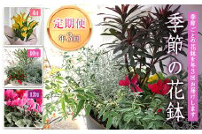 《定期便3回》 南陽市商工会女性部プロデュース 【癒しの宝箱 Cコース】 南陽産 季節の花鉢 定期便 山形県 南陽市 [1552]