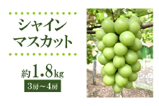 【令和7年産先行予約】 シャインマスカット 1.8kg以上 (3～4房 秀) 《令和7年9月上旬～発送》 『フナヤマ農園』 マスカット ぶどう 果物 フルーツ デザート 山形県 南陽市 [1628]
