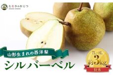 【令和6年産先行予約】大玉 シルバーベル 約3kg (4～6玉入 特秀 7L～8L ) 《令和6年12月上旬～発送》『田中農園』  西洋梨 洋なし 果物 フルーツ 山形県 南陽市 [1737]