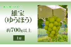 【令和6年産先行予約】 【数量限定】大粒ぶどう ［雄宝 (ゆうほう)］ 約700g以上 (1房 秀以上) 《令和6年8月下旬～発送》 『安久津農園』 ぶどう 果物 フルーツ ブドウ 山形県 南陽市 [1920]
