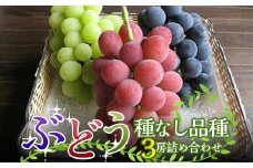 【令和7年産先行予約】 高級ぶどう 種なし品種 3房詰合せ 《令和7年9月中旬～発送》 『漆山果樹園』 葡萄 ぶどう ブドウ 種なし 新鮮 果物 フルーツ デザート 山形県 南陽市 [1520]