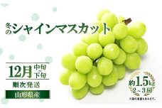 【令和7年産先行予約】 JA 冬のシャインマスカット 約1.5kg (2～3房 秀) 《令和7年12月中旬～下旬発送》 『JA山形おきたま』 山形県 南陽市 [2055]