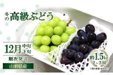 【令和7年産先行予約】 JA 冬の高級ぶどう 「シャインマスカット + ウィンク」 約1.5kg (計2～3房 秀) 《令和7年12月中旬～下旬発送》 『JA山形おきたま』 山形県 南陽市 [2056]