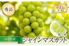 【令和7年産先行予約】 シャインマスカット 約2kg (3～4房 秀) 《令和7年9月上旬～発送》 『最上屋』 マスカット ぶどう 種なし 果物 フルーツ デザート 山形県 南陽市 [1102-R7]