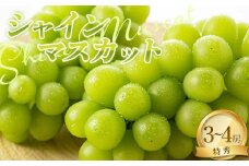 【令和7年産先行予約】 シャインマスカット 2kg以上 (3～4房入り 特秀) 《令和7年9月上旬～発送》 『NOWAフルーツ』 マスカット ぶどう 種なし 果物 フルーツ デザート 山形南陽産 山形県 南陽市 [2247]