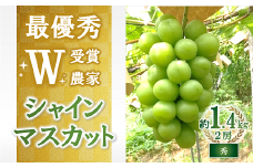 【令和7年産先行予約】【最優秀賞W受賞農家】 シャインマスカット 約1.4kg (2房 秀) 《令和7年9月中旬～発送》『生産者 佐藤 大輔』 マスカット 葡萄 ぶどう 種なし 果物 フルーツ デザート 山形県 南陽市 [2236]