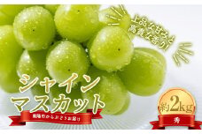 【令和8年産先行予約】 シャインマスカット 約2kg (3～4房 秀) 《令和8年10月上旬～発送》 『紺野農園』 山形県 南陽市 [1913-R8]